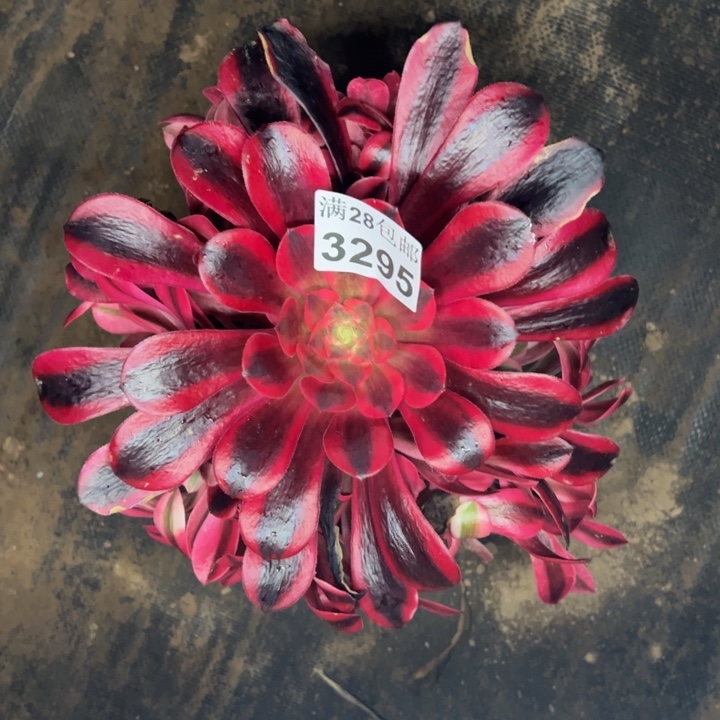 3295南黑金美杜莎多肉植物