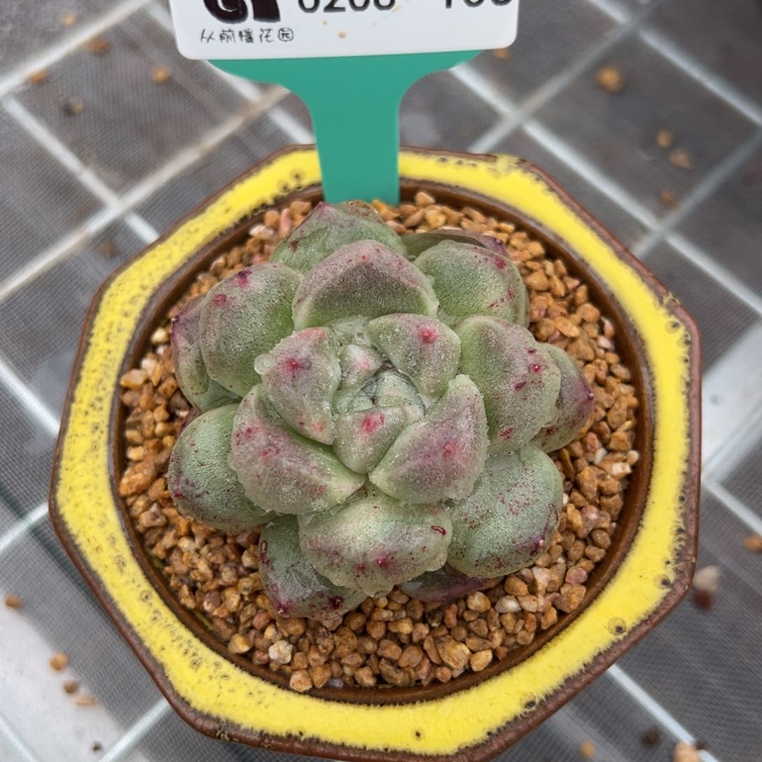 从前慢多肉精选编号0208.106