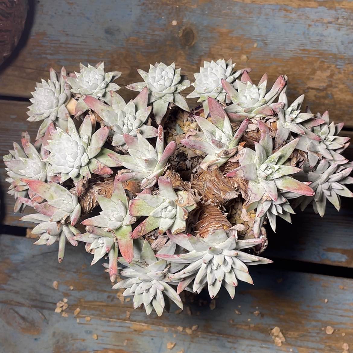 【闪购商品】白姆老庄瑕疵特价不售后