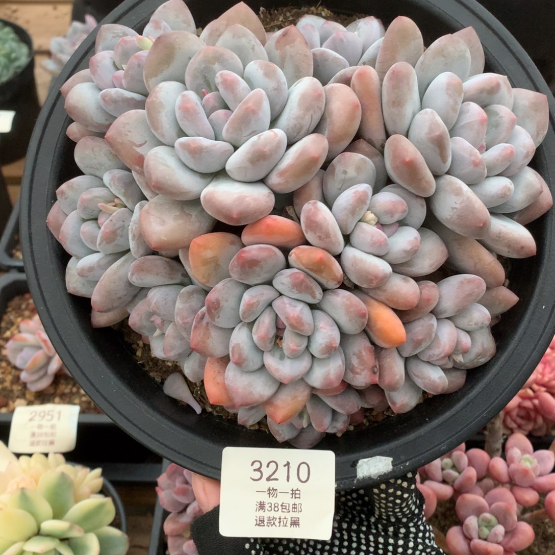 18厘米10头老桩香水3210