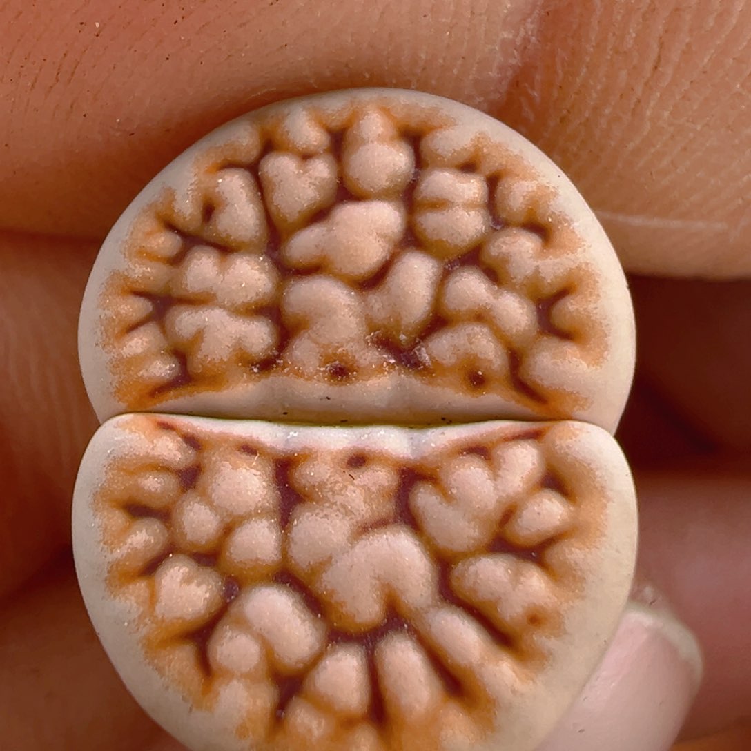 123多肉植物百科知识