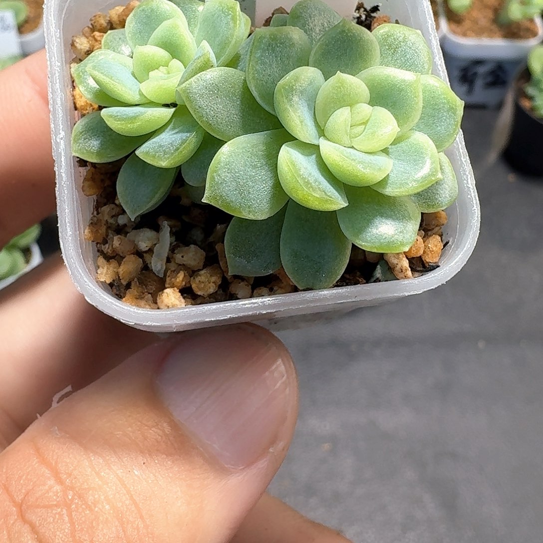人***花186号双头皛皛多肉1111