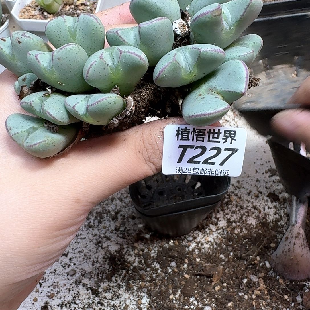 多肉植物的润泽wfvb