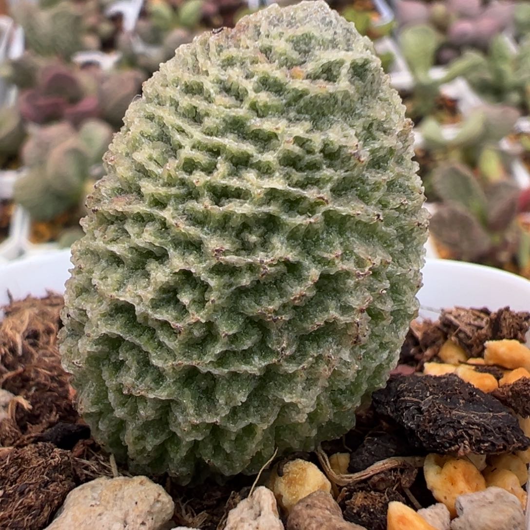 罗格大苗多肉植物水泡