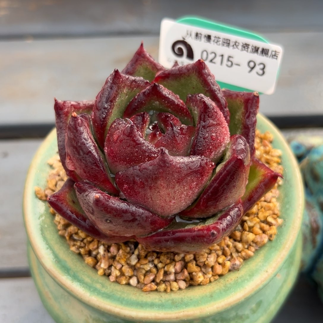 多肉一物一拍0214-93