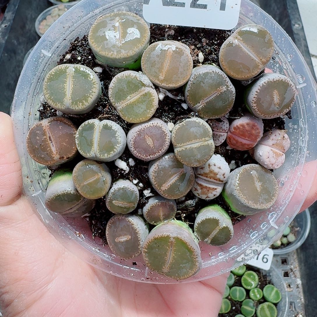 221多肉植物多肉植物