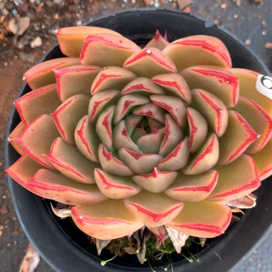 6989不包整散掉头不售后