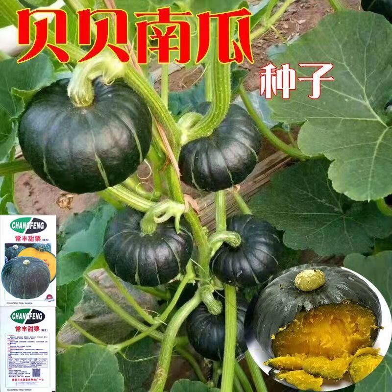 板栗南瓜甜糯正宗绿贝贝南瓜高产抗病早熟四季播种庭院蔬菜种子