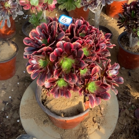 欧嘉莉捧花一物一拍