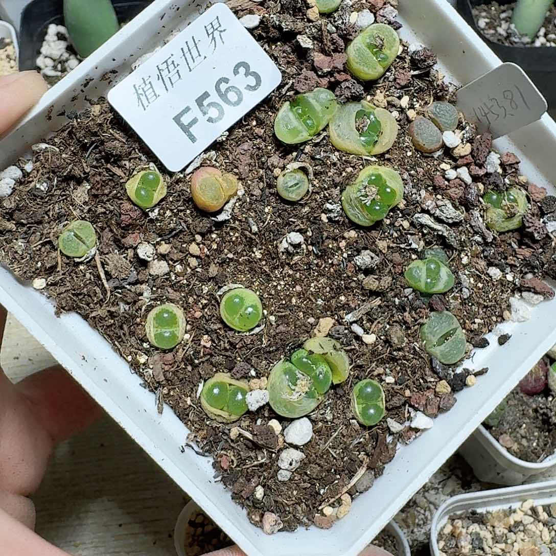 563号多肉植物哇cv