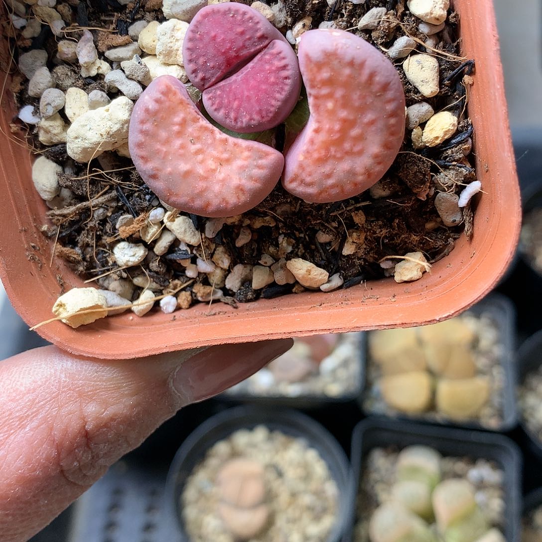 G381多肉植物保护研究所