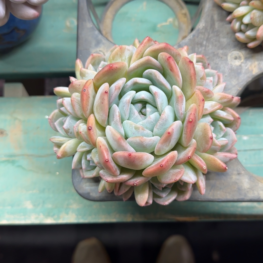 7头和田玉手捧，发货点延迟