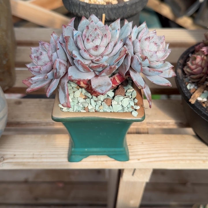 粉蓝鸟朵朵缀多肉植物fgchbb