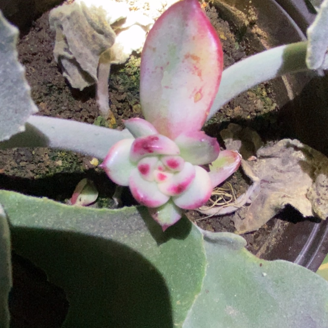 完全开放多肉植物锦血罗锦