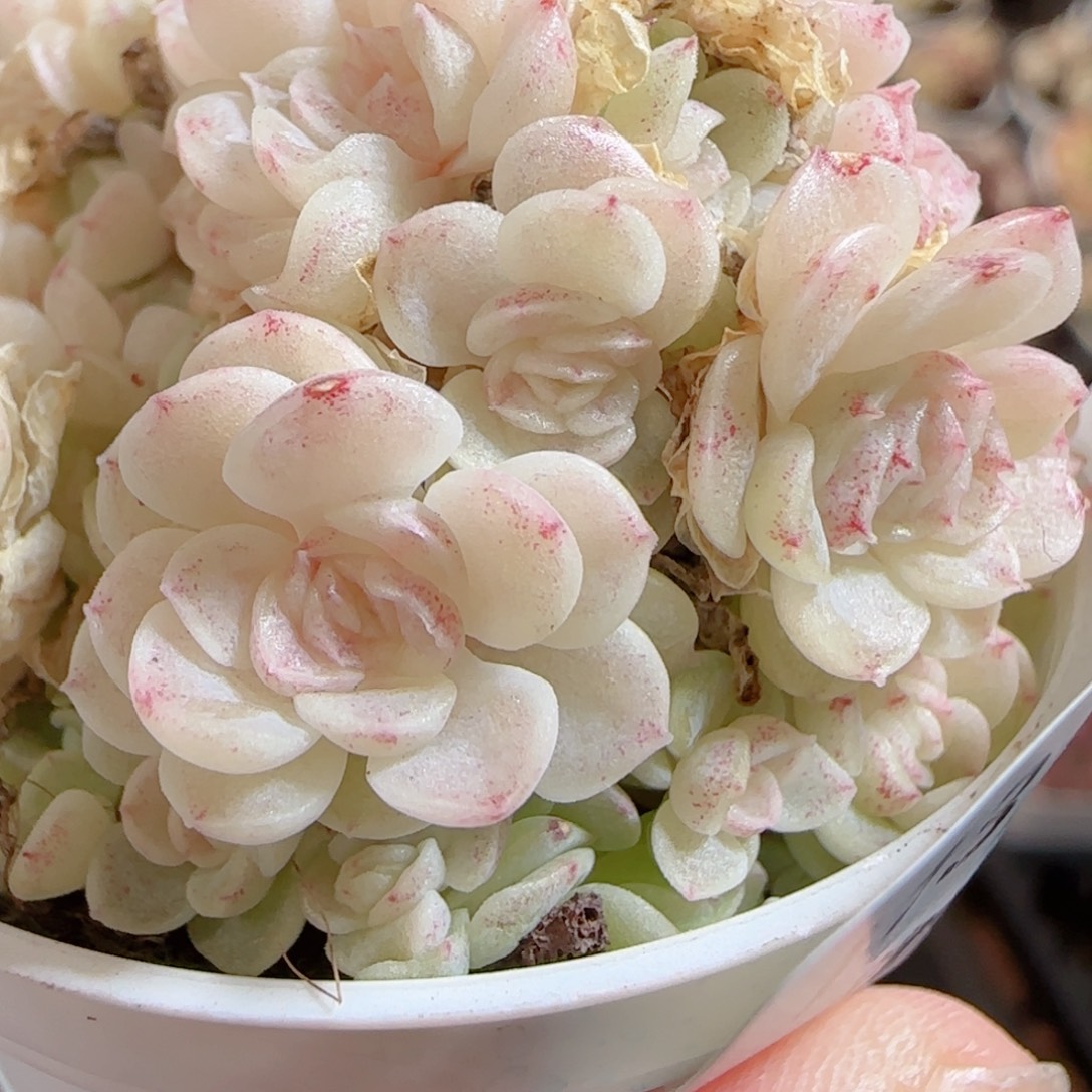 花语多肉0103-113散