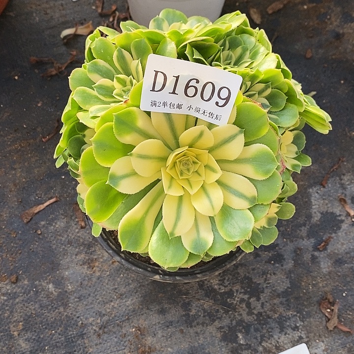 1609辛尼亚多肉不周正