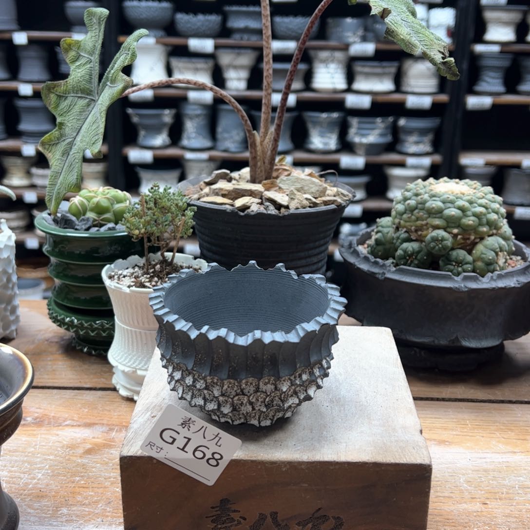 素八九陶瓷内口8.5高6.5咩***Z