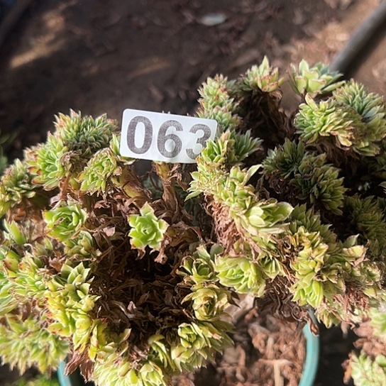 若***水多肉植物一个碧浪063