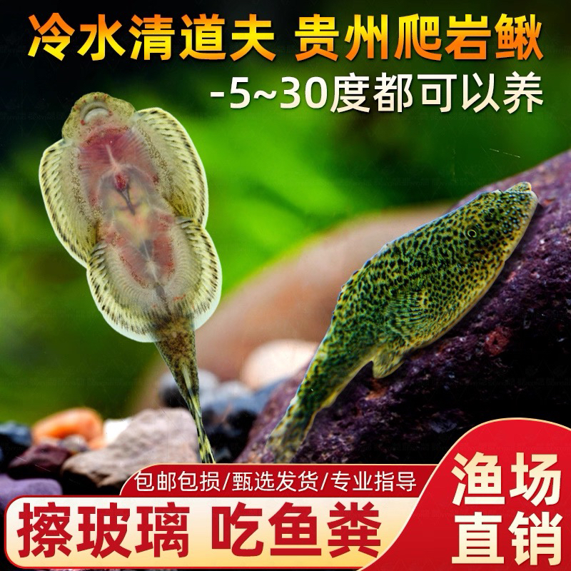 贵州爬岩鳅 双吸盘爬岩鳅 冷水清洁工 淡水工具鱼 擦玻璃 吃垃圾