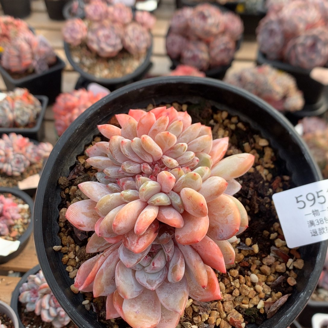 11厘米胸花龙头凤尾 石榴籽星影缀 5951