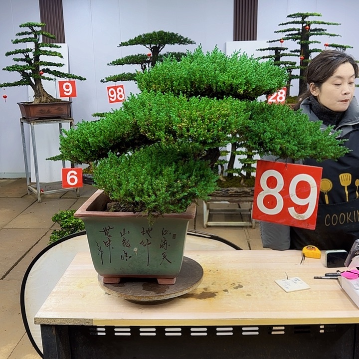 盆景直播间一物一拍