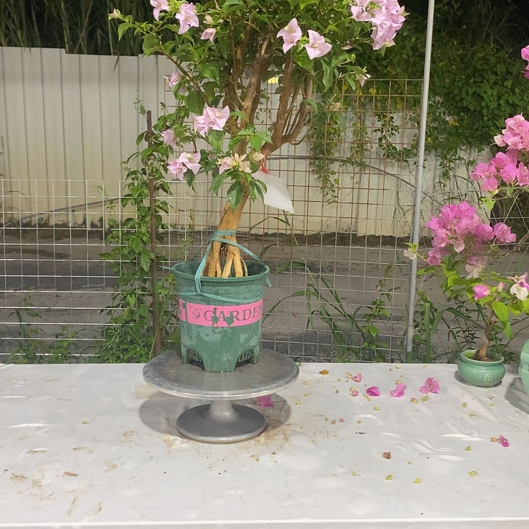 完全开放随*三角梅