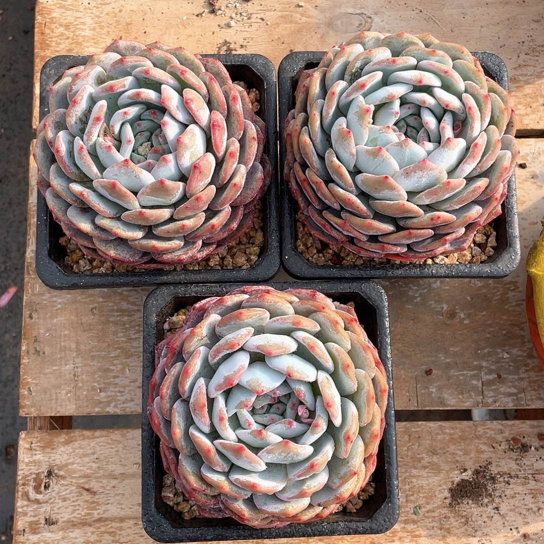 多肉植物多肉植物