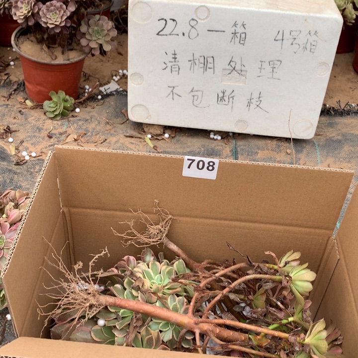 708三颗法师多肉