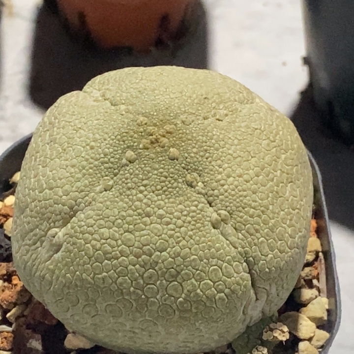 完全开放实生凝蹄玉仙人球