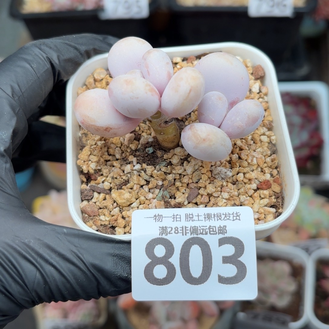 奶酪双头无盆土发货