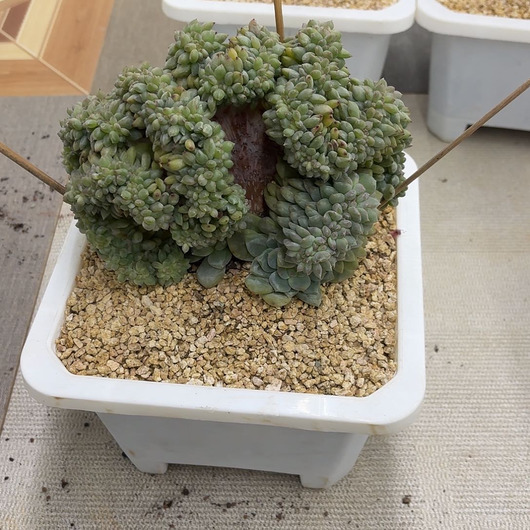 幸****02.016突尼斯树缀多肉