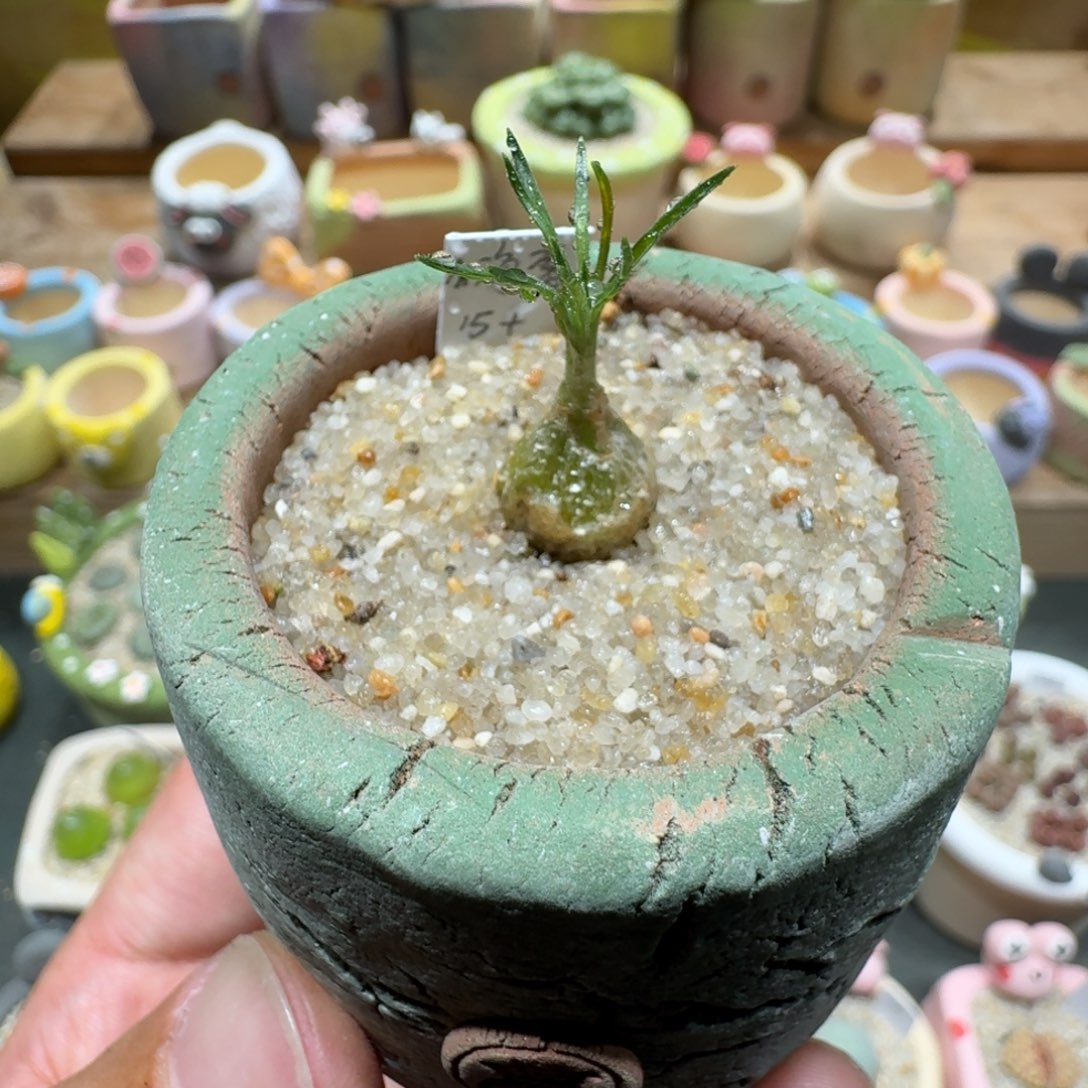 蘑菇1255小海葱脱土发