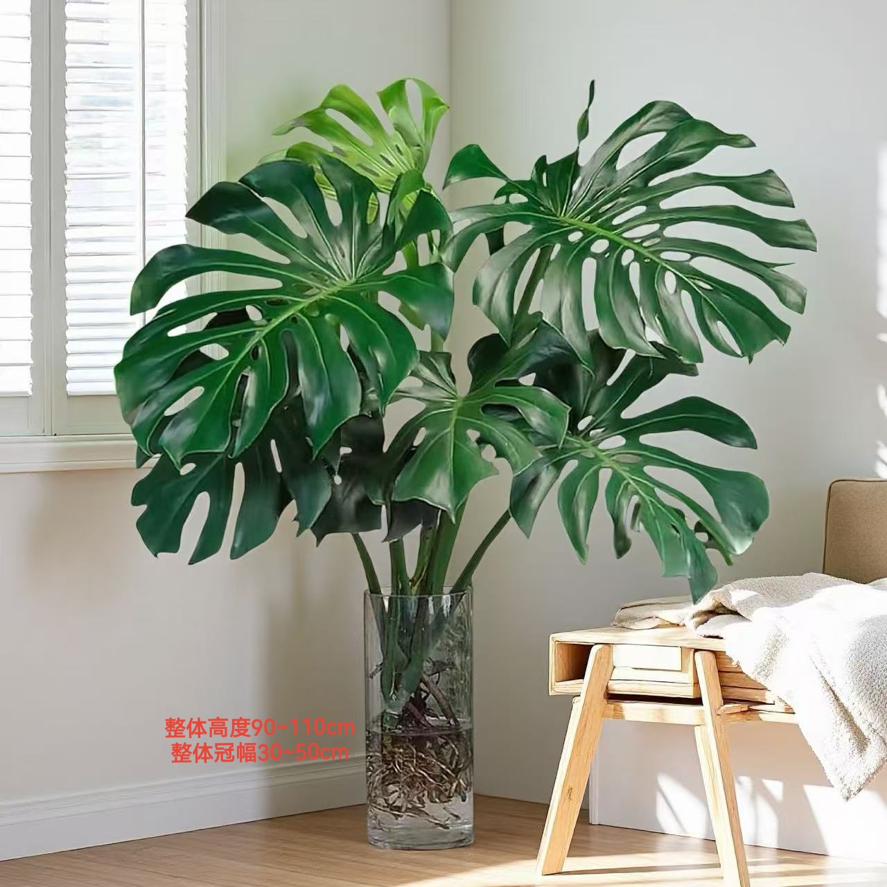 老桩龟背竹一株苗水培绿植室内观赏植物吸甲醛好养【90~110cm】