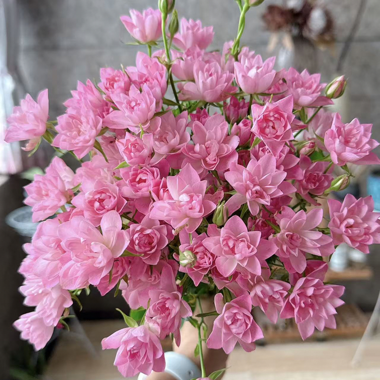 【10枝天荷繁星】全场任意两单顺丰冷链包邮，0度以下必拍保温棉！