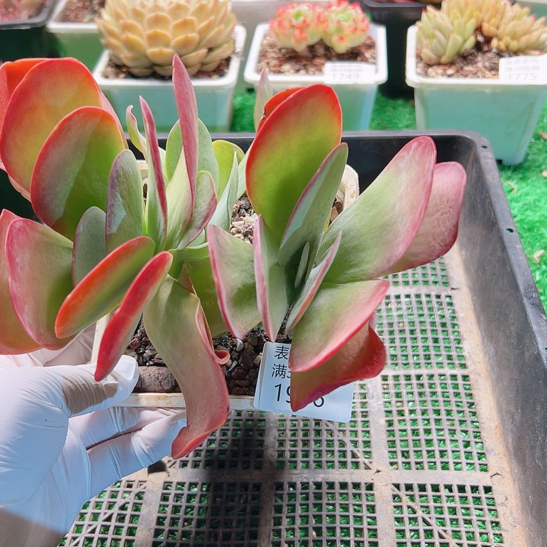 多肉一物一拍植物1996