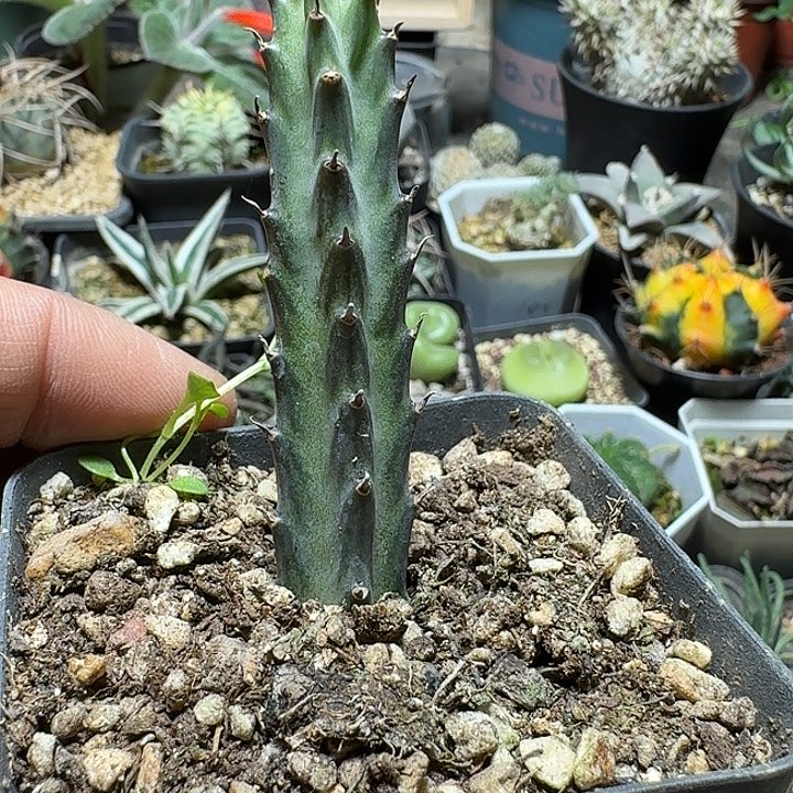 926铁锡杖脱土发货