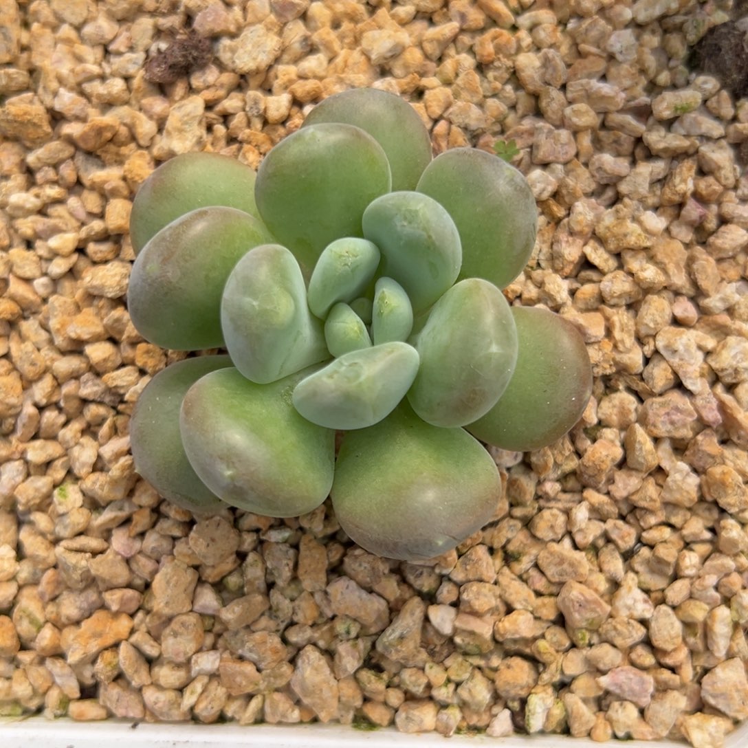 影***源库克多肉植物寄养