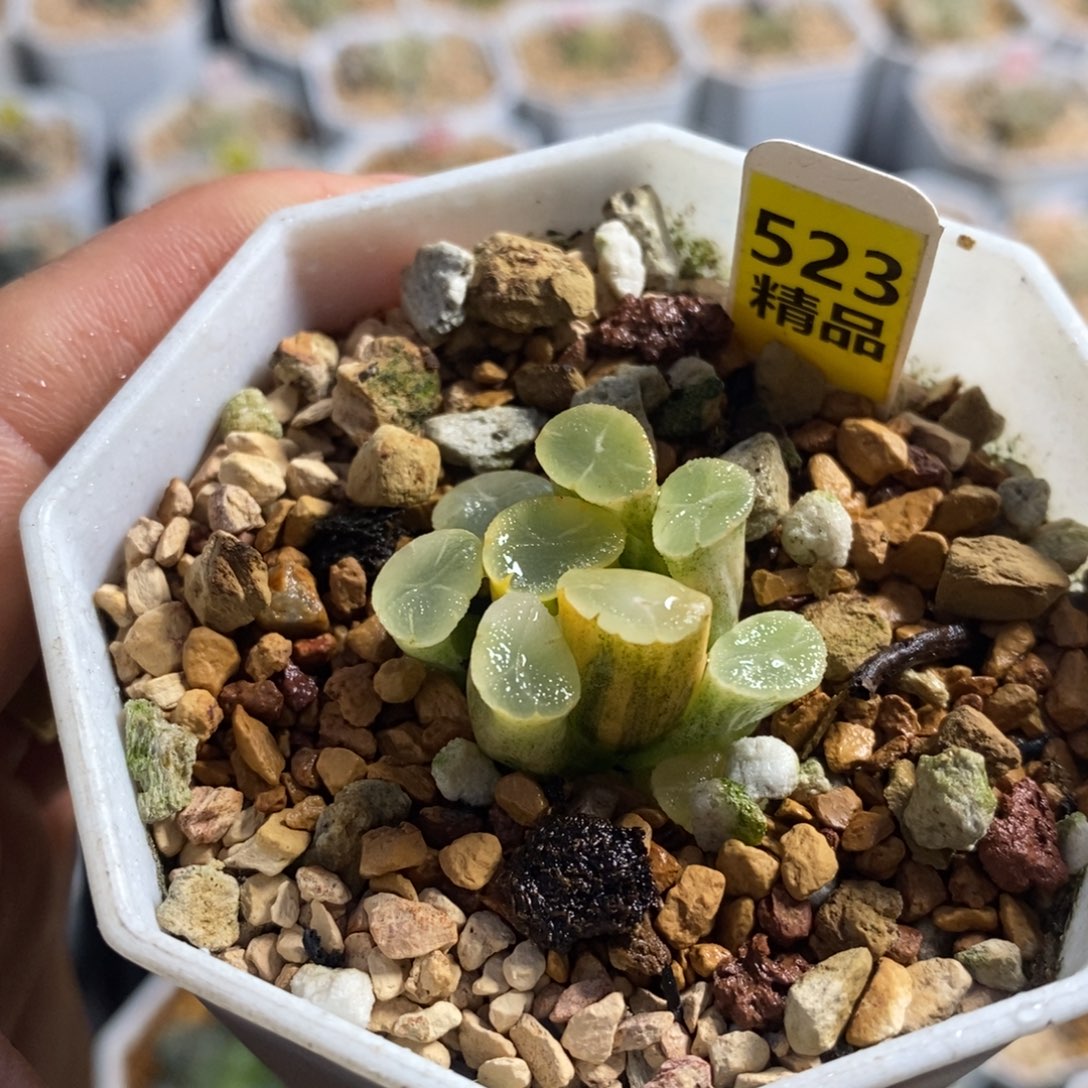 523万象锦十二卷多肉植物