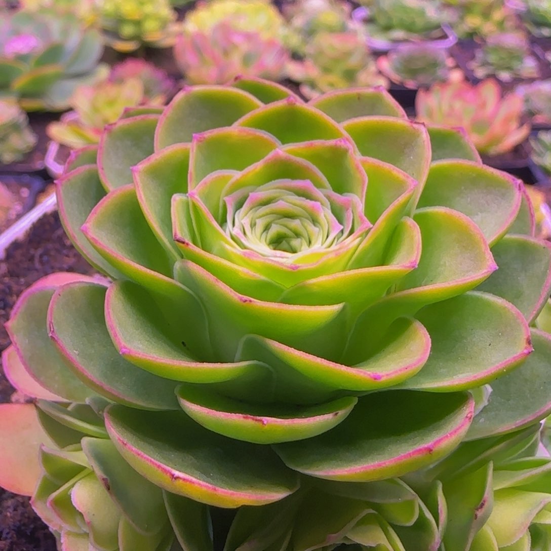 捧花1342467686768686868