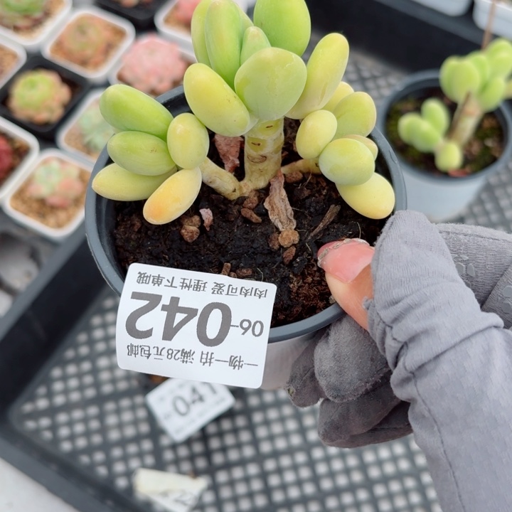 Kk奶多肉植物多肉植物多肉
