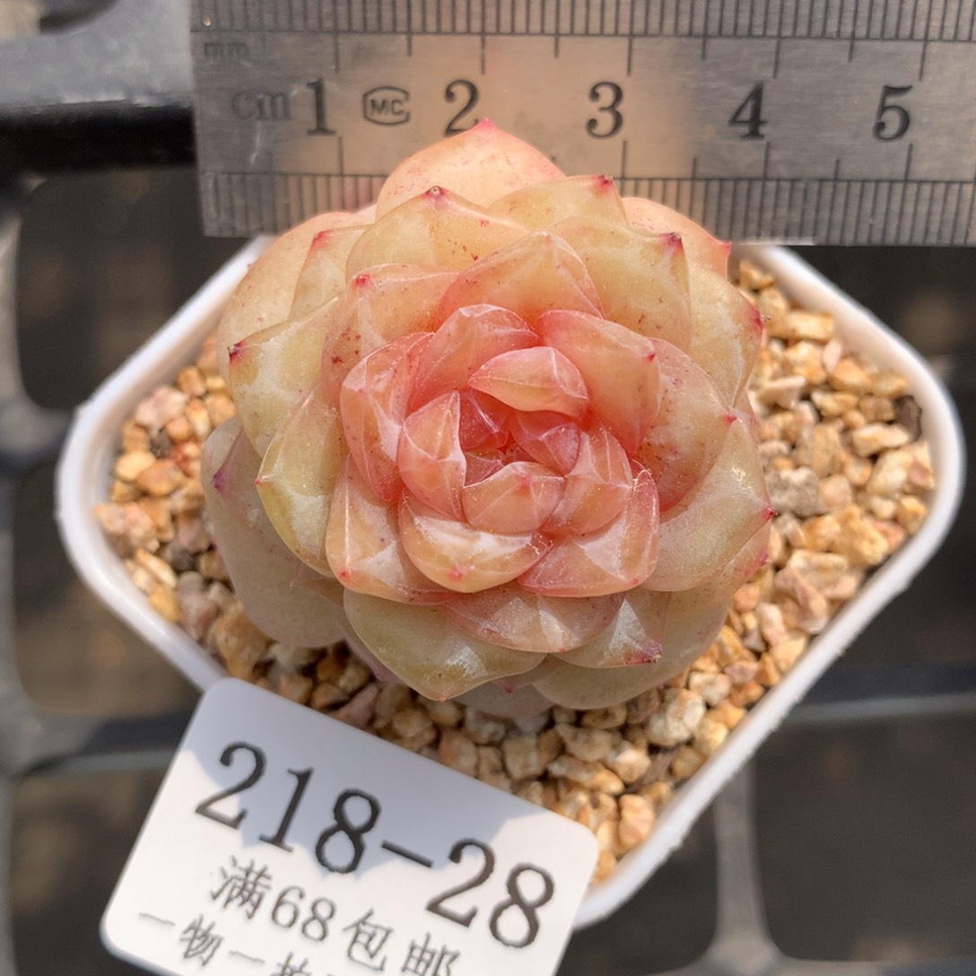 28。婚纱。糖心多肉。