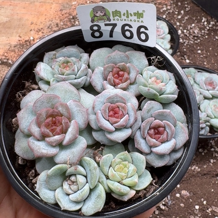 多肉植物多肉植物