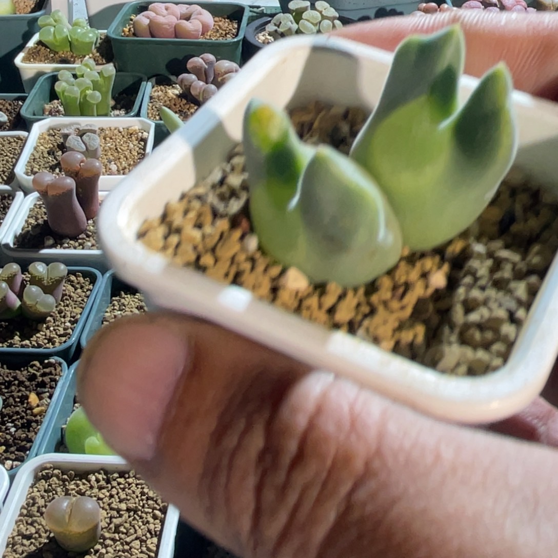 1***y空蝉植物一物一拍