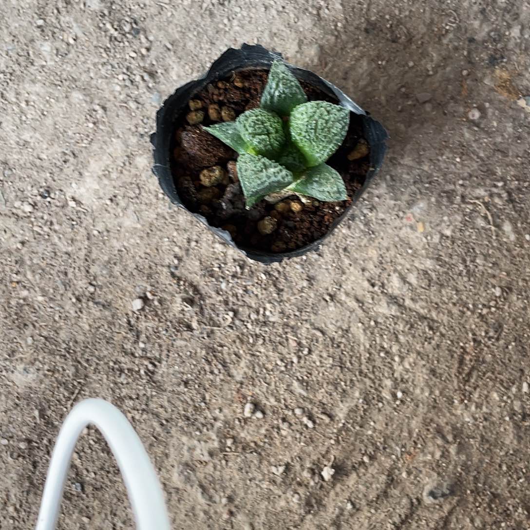 ༺***༻无花朵特价岩牡丹