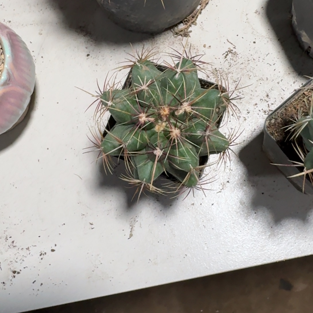 感***心瑕疵。可口可乐了可口可乐