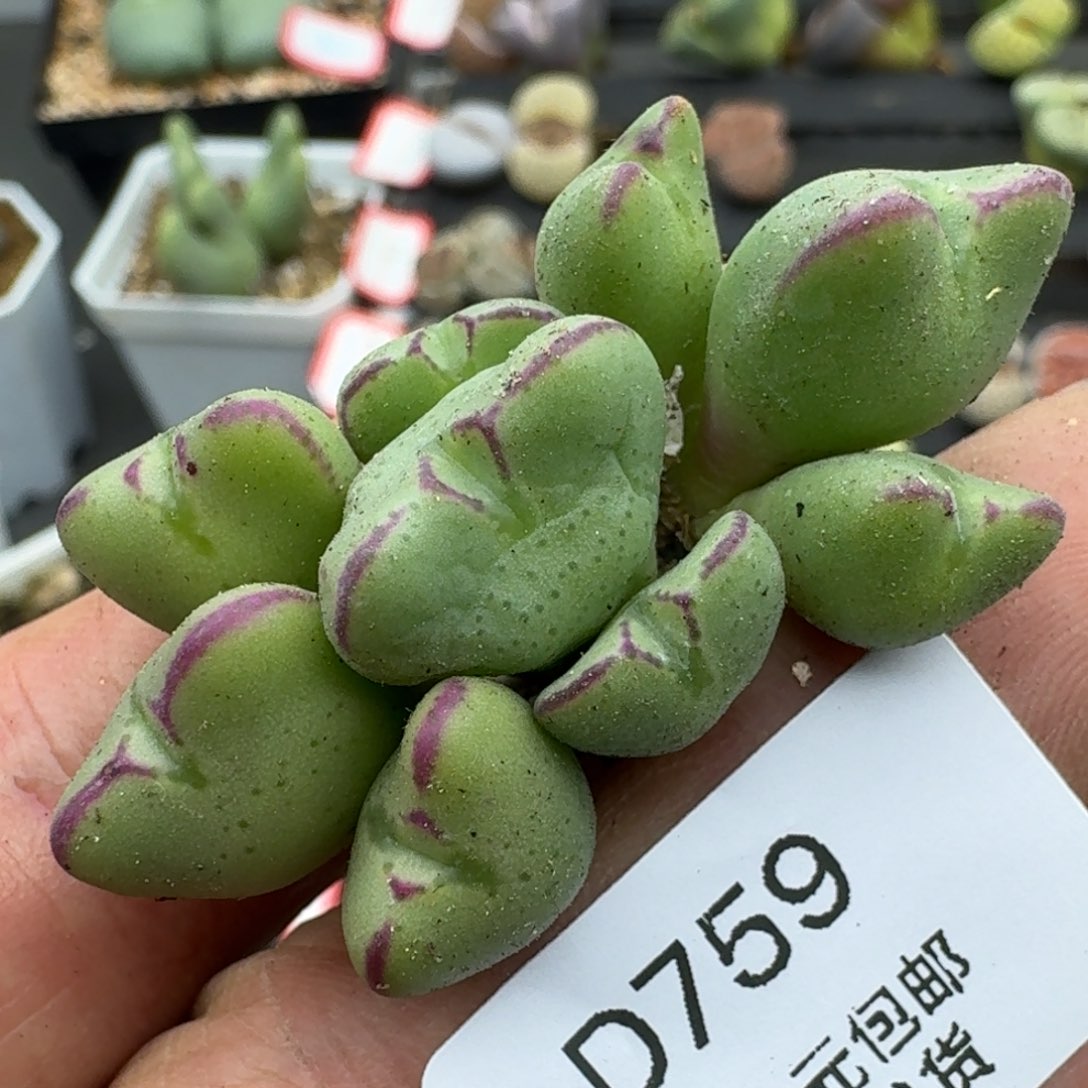 759多肉哈哈哈哈哈哈哈