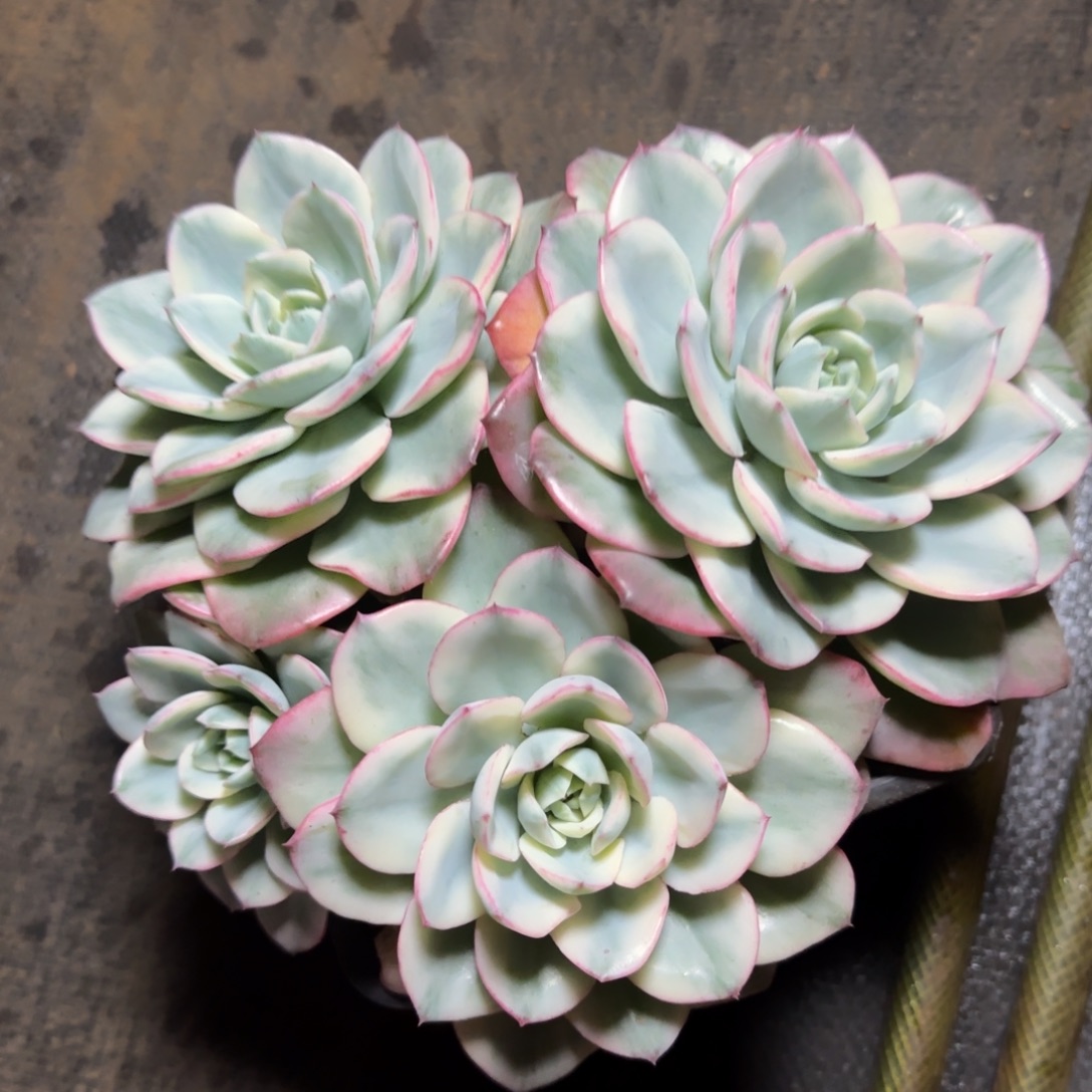 奶油黄桃锦多肉植物的