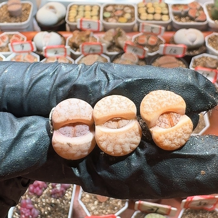 生石花22///。  228