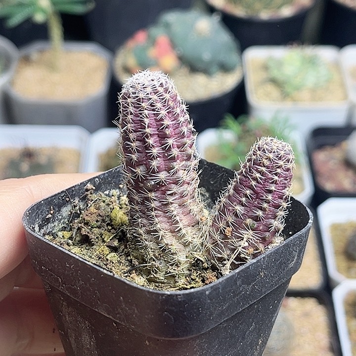 胡萝卜中间丽花……