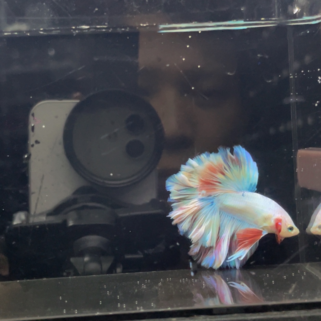 斗鱼哈哈哈试试试试578